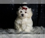 Puppy 11 Maltipoo (Miniature)