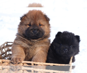 Chow Chow Puppy for sale in AUGUSTA, MI, USA