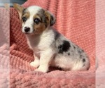 Small #2 Pembroke Welsh Corgi