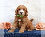 Small #4 Goldendoodle (Miniature)
