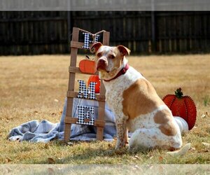 Leona - Female American Pit Bull Terrier-Unknown Mix Dog for Adoption - Photo #2