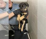 Small German Shepherd Dog