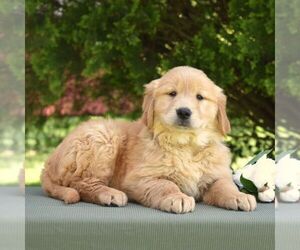 Golden Retriever Puppy for sale in NEWPORT, PA, USA