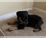 Small Photo #1 Rottweiler Puppy For Sale in DETROIT, MI, USA