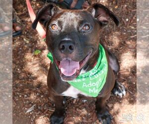 Labrador Retriever-Retriever  Mix Dogs for adoption in Washington, DC, USA