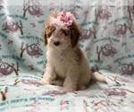 Small #2 Poodle (Miniature)