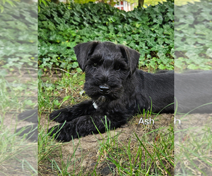 Medium Schnauzer (Miniature)