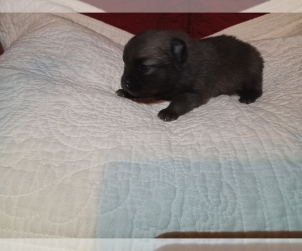 Medium Photo #4 Pomeranian Puppy For Sale in DECATUR, TX, USA