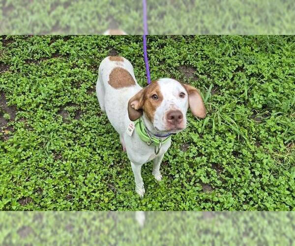 Medium Photo #1 Mutt Puppy For Sale in San Antonio, TX, USA