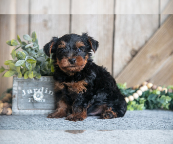 Medium Photo #6 Yorkshire Terrier Puppy For Sale in GREENWICH, OH, USA