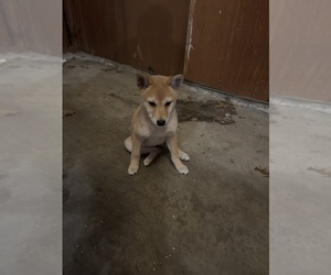 Shiba Inu Puppy for sale in OVERLAND PARK, KS, USA