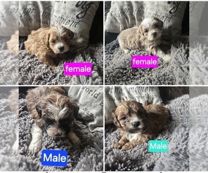 Mal-Shi-Poodle (Toy) Mix Puppy for sale in BURLINGTON, MA, USA