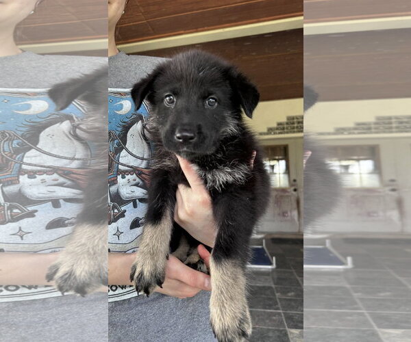 Medium Photo #2 German Shepherd Dog-Unknown Mix Puppy For Sale in Fort Worth, TX, USA