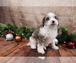 Small #3 Cavapoo (Toy)