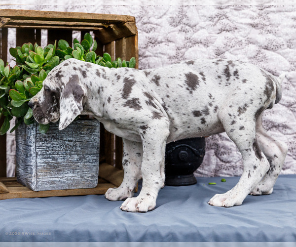Medium Photo #3 Great Dane Puppy For Sale in WAKARUSA, IN, USA