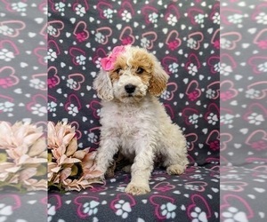 Goldendoodle (Miniature) Puppy for sale in GLEN ROCK, PA, USA