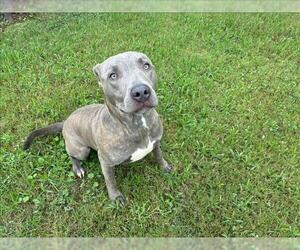 American Pit Bull Terrier Dogs for adoption in Grovetown, GA, USA