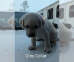 Small Photo #16 Labrador Retriever Puppy For Sale in DEARBORN, MO, USA