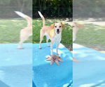 Small #16 Cocker Spaniel-Jack Russell Terrier Mix