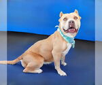 Small #1 American Bulldog
