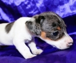 Small #1 Dachshund