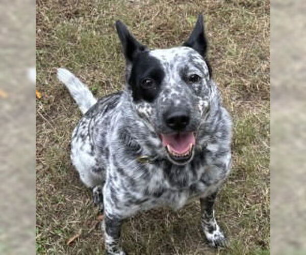 Medium Photo #3 Mutt Puppy For Sale in Glen Allen, VA, USA