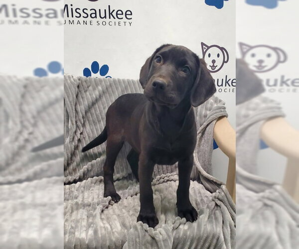 Medium Photo #1 Labrador Retriever Puppy For Sale in Lake City, MI, USA