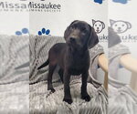 Small Labrador Retriever