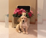 Small Photo #2 Golden Retriever Puppy For Sale in WEBSTER CITY, IA, USA
