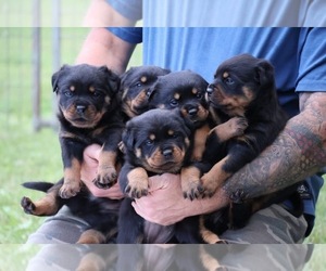 Boxweiler Puppy for sale in LOS ANGELES, CA, USA