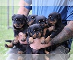Small Boxweiler