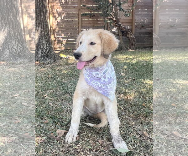 Medium Photo #4 Great Pyrenees Puppy For Sale in Spring, TX, USA