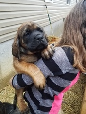 Mastiff Puppy for sale in LA FAYETTE, GA, USA