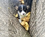 Puppy Flurry Pembroke Welsh Corgi