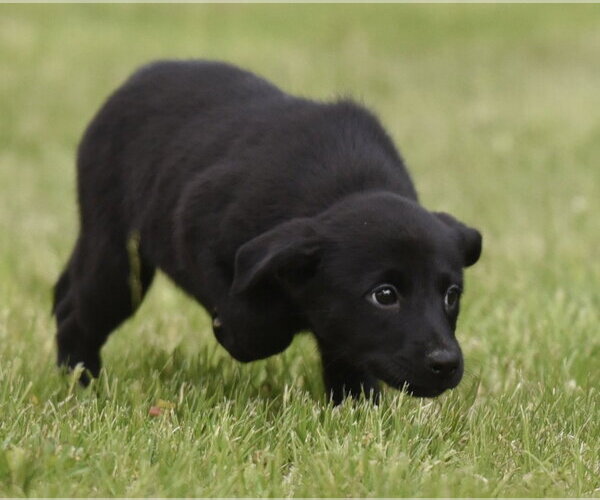 Medium Photo #4 Borador Puppy For Sale in Mechanicsburg, PA, USA