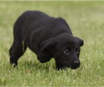 Small #3 Borador