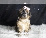 Small #1 YorkiePoo