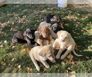 Labrenees Puppy for sale in COULTERVILLE, CA, USA