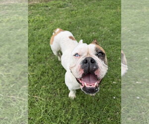Bulldog Dogs for adoption in Dumont, NJ, USA