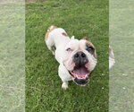 Small Bulldog