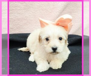 Maltipoo (Toy) Puppy for sale in TAYLOR, TX, USA