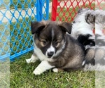 Small #2 Australian Shepherd-Miniature Australian Shepherd Mix