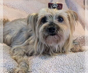 Mutt Dogs for adoption in Bon Carbo, CO, USA