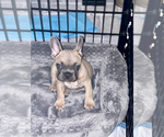 Small #1 French Bulldog