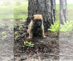 Small Photo #2 Belgian Malinois Puppy For Sale in FAIRFAX, GA, USA