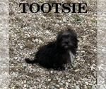 Tootsie - Female Schnoodle (Miniature) Puppy for Sale - Photo #3