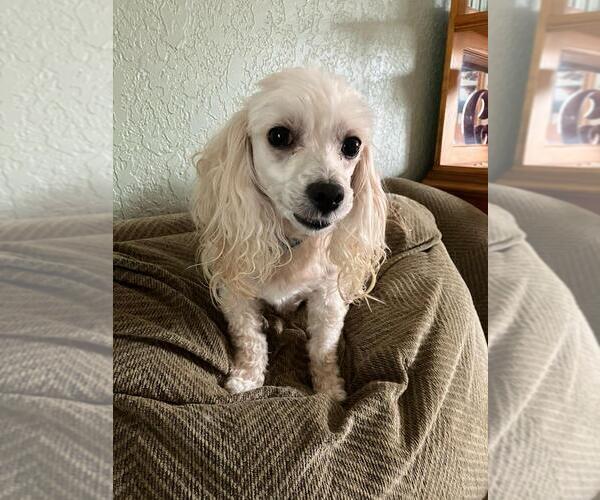 Medium Photo #3 Poodle (Miniature)-Unknown Mix Puppy For Sale in Plantation, FL, USA