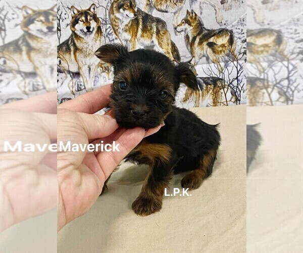 Medium Photo #2 Yorkshire Terrier Puppy For Sale in WINNSBORO, LA, USA