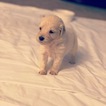 Small Photo #24 Goldendoodle Puppy For Sale in VACAVILLE, CA, USA