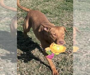 Mutt Dogs for adoption in Texas City, TX, USA